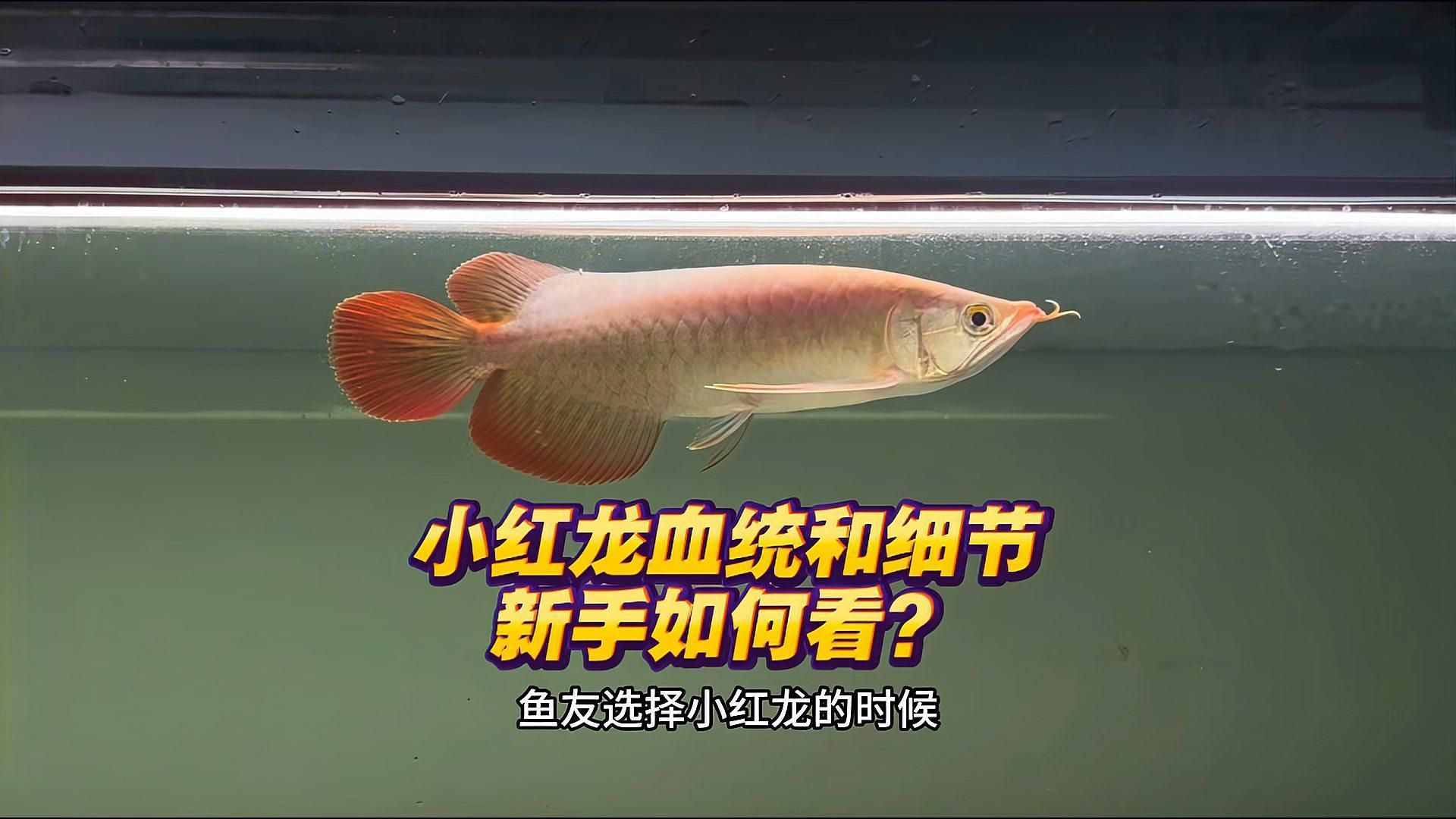 買龍魚時應該問哪些問題？，購買龍魚時有幾個關鍵問題需要問賣家或銷售商詢問