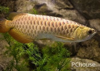 龍魚寄生蟲最簡單三個特征，如果你的龍魚出現(xiàn)了以下兩種癥狀