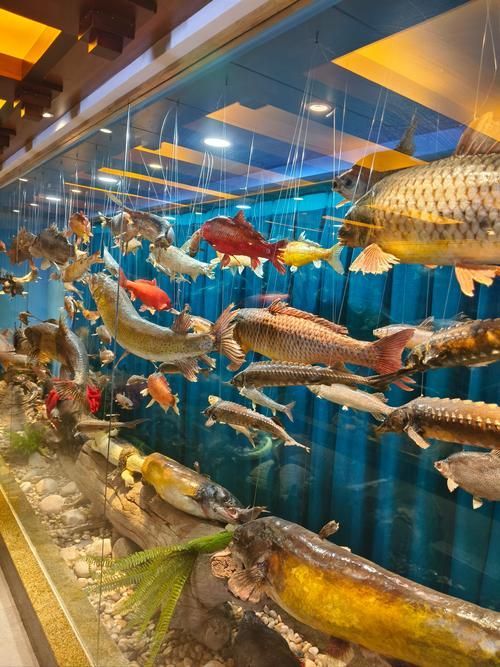 翁源縣內有哪些知名的水族店，廣東翁源三家水族店對比清單，皮帶佬水族館值得一探 翁源縣內有哪些知名的水族店，廣東翁源三家水族店對比清單，皮帶佬水族館值得一探 龍魚百科 第1張
