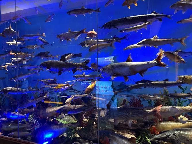 翁源縣內有哪些知名的水族店，廣東翁源三家水族店對比清單，皮帶佬水族館值得一探 翁源縣內有哪些知名的水族店，廣東翁源三家水族店對比清單，皮帶佬水族館值得一探 龍魚百科 第2張