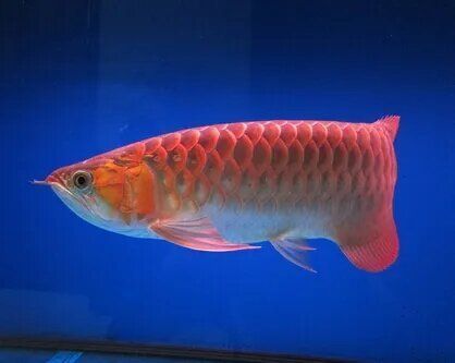 龍魚鰓水泡會自行消失嗎？，龍魚鰓水泡治療期間需要停食嗎龍魚鰓水泡病能徹底治愈嗎 龍魚鰓水泡會自行消失嗎？，龍魚鰓水泡治療期間需要停食嗎龍魚鰓水泡病能徹底治愈嗎 龍魚百科 第2張