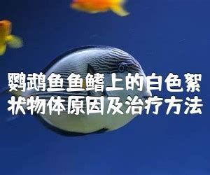 銀龍魚身上有白色絮狀物會死嗎？，銀龍魚身上出現白色絮狀物主要由以下幾種病因引起