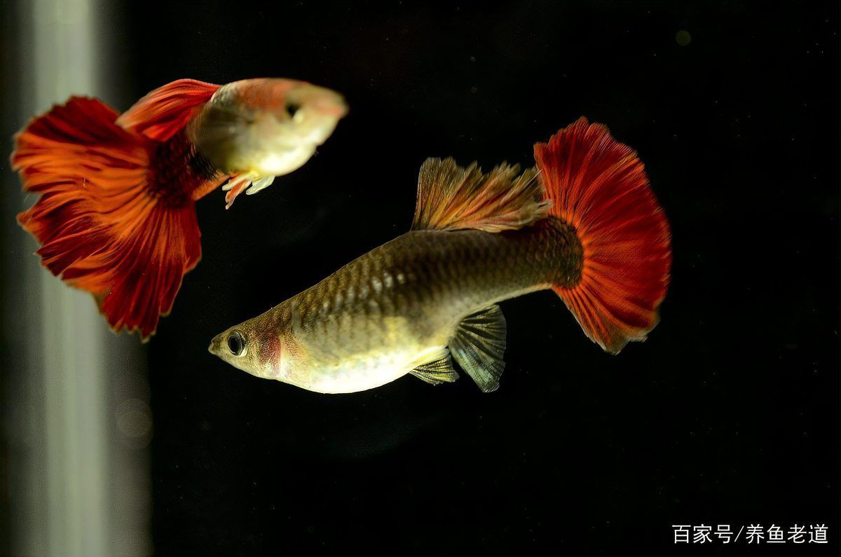 如何判斷孔雀魚是否受到威脅，arxiv論文助手arxiv論文助手arxiv論文助手
