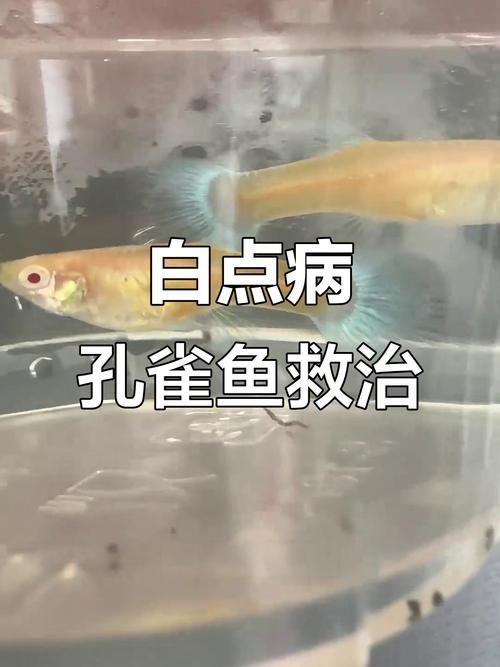 如何判斷孔雀魚是否受到威脅，arxiv論文助手arxiv論文助手arxiv論文助手