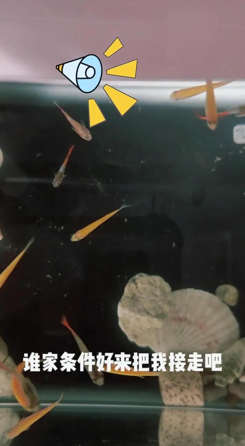 如何判斷孔雀魚是否受到威脅，arxiv論文助手arxiv論文助手arxiv論文助手