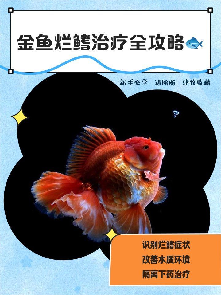 觀賞魚爛鰭的預(yù)防和治療，如何預(yù)防觀賞魚爛鰭