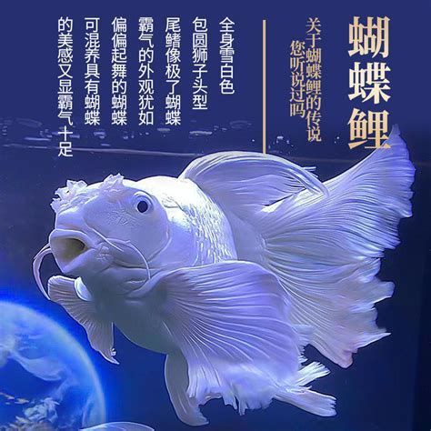蝴蝶鯉，蝴蝶錦鯉的成長過程 蝴蝶鯉，蝴蝶錦鯉的成長過程 龍魚百科 第2張