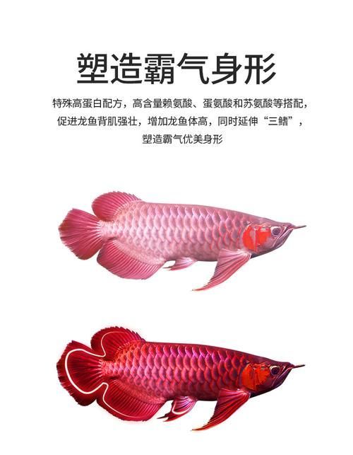 龍魚G1和G2飼料的價(jià)格差異大嗎，龍魚g1和g2飼料哪個(gè)更好？ 龍魚G1和G2飼料的價(jià)格差異大嗎，龍魚g1和g2飼料哪個(gè)更好？ 龍魚百科 第6張