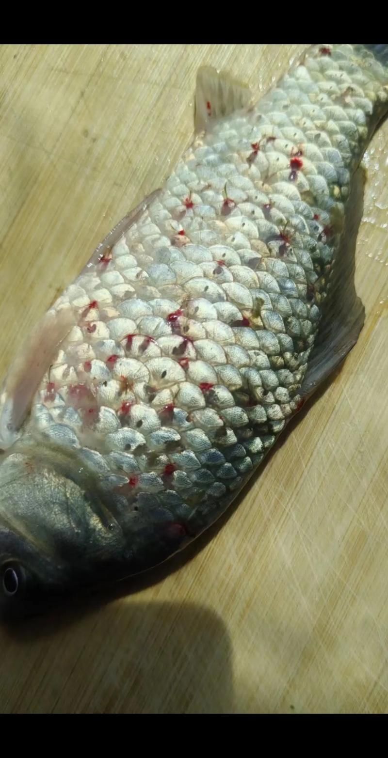 如何判斷魚虱子是否完全殺滅，arxiv論文助手arxiv論文助手判斷魚虱子是否完全殺滅 如何判斷魚虱子是否完全殺滅，arxiv論文助手arxiv論文助手判斷魚虱子是否完全殺滅 龍魚百科 第8張