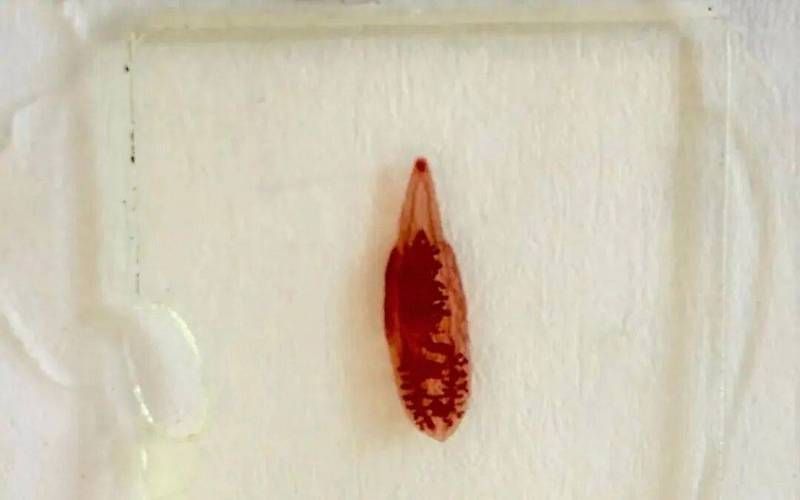 如何判斷魚虱子是否完全殺滅，arxiv論文助手arxiv論文助手判斷魚虱子是否完全殺滅 如何判斷魚虱子是否完全殺滅，arxiv論文助手arxiv論文助手判斷魚虱子是否完全殺滅 龍魚百科 第4張