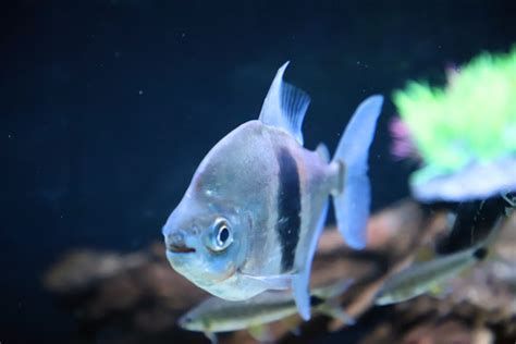 粗線銀版魚，關于粗線銀板魚的介紹