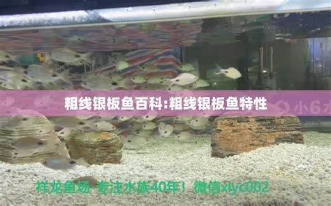 粗線銀版魚，關于粗線銀板魚的介紹