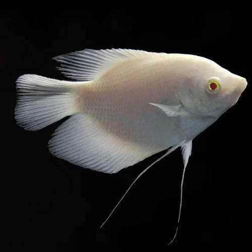 紅眼招財魚的市場價格是多少，紅眼招財魚市場價格走勢如何鑒別紅眼招財魚的品相
