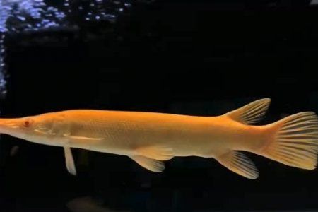 祥龍魚場還有哪些獨(dú)特品種的龍魚，廣州龍魚祥龍魚場