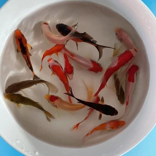 龍魚交叉感染最簡單三個步驟，龍魚交叉感染的三個步驟