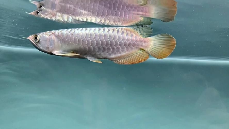 古典過背金龍什么樣的好，古典過背金龍有哪些飼養技巧