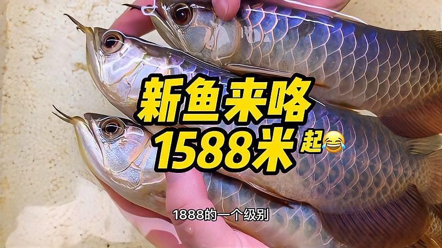 古典過背金龍什么樣的好，古典過背金龍有哪些飼養技巧