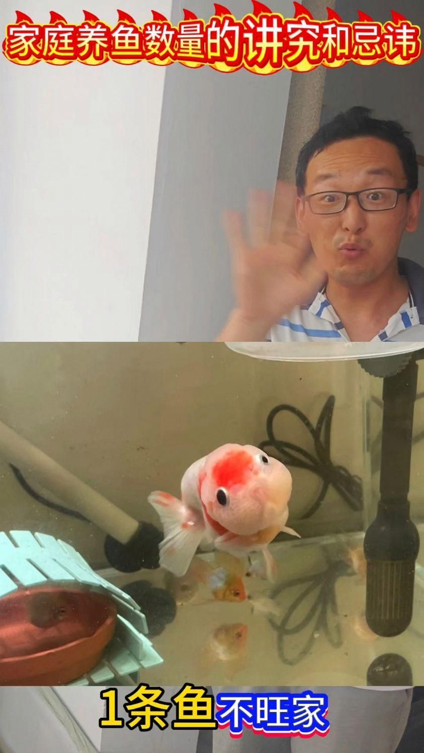 養五條魚有哪些風水講究，五條魚在風水學中應該怎么養？ 養五條魚有哪些風水講究，五條魚在風水學中應該怎么養？ 龍魚百科