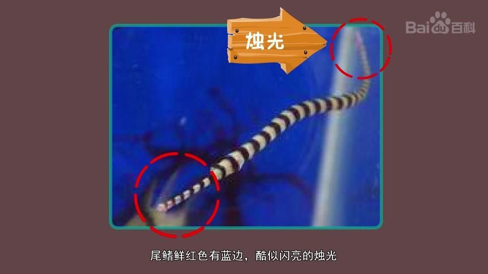 海龍魚有哪些品種，如何區分不同品種的海龍魚？ 海龍魚有哪些品種，如何區分不同品種的海龍魚？ 龍魚百科 第13張