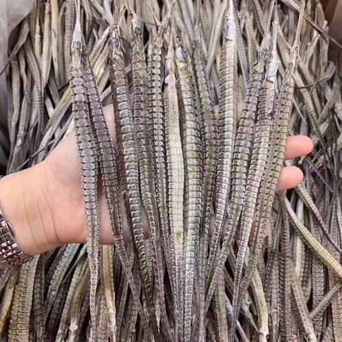 海龍魚有哪些品種，如何區分不同品種的海龍魚？ 海龍魚有哪些品種，如何區分不同品種的海龍魚？ 龍魚百科 第4張