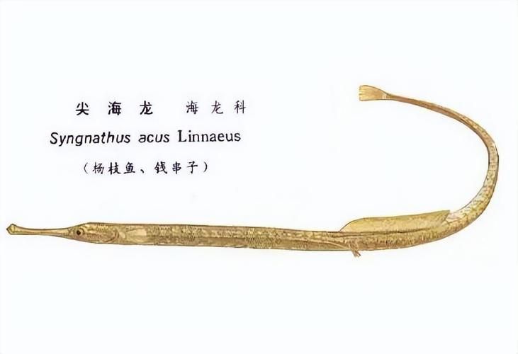 海龍魚有哪些品種，如何區分不同品種的海龍魚？ 海龍魚有哪些品種，如何區分不同品種的海龍魚？ 龍魚百科 第8張