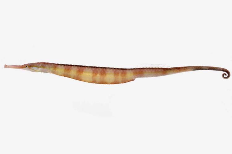 海龍魚有哪些品種，如何區分不同品種的海龍魚？ 海龍魚有哪些品種，如何區分不同品種的海龍魚？ 龍魚百科 第2張