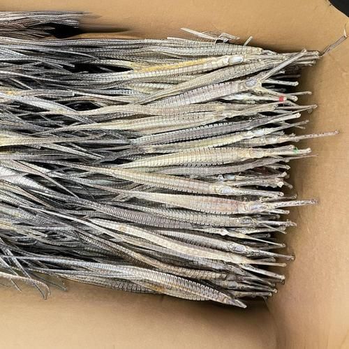 海龍魚有哪些品種，如何區分不同品種的海龍魚？ 海龍魚有哪些品種，如何區分不同品種的海龍魚？ 龍魚百科 第3張