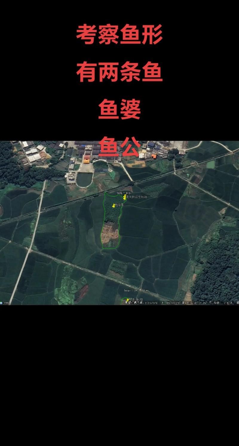 龍魚土葬需要什么材料？，關于龍魚土葬的一些建議