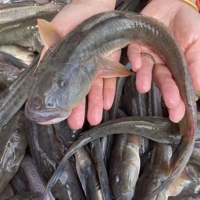 秦皇島龍魚的價格走勢如何，秦皇島龍魚價格走勢圖，秦皇島龍魚的價格走勢如何