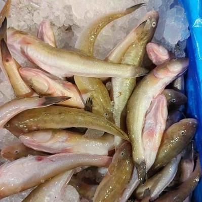 秦皇島龍魚的價格走勢如何，秦皇島龍魚價格走勢圖，秦皇島龍魚的價格走勢如何