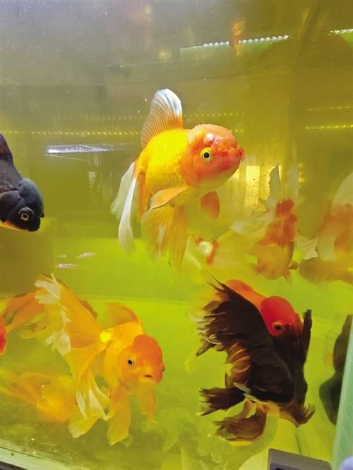 蘭州龍魚愛好者有哪些知名人士,蘭州龍魚愛好者有哪些知名人士? 龍魚百科 第3張 蘭州龍魚愛好者有哪些知名人士,蘭州龍魚愛好者有哪些知名人士? 蘭州龍魚愛好者有哪些知名人士,蘭州龍魚愛好者有哪些知名人士? 龍魚百科 第3張