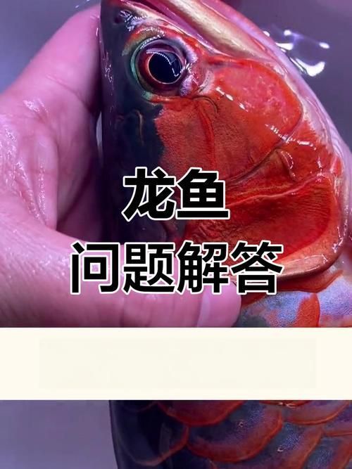 能提供龍魚翻鰓的圖片嗎，如何判斷龍魚是否翻鰓？
