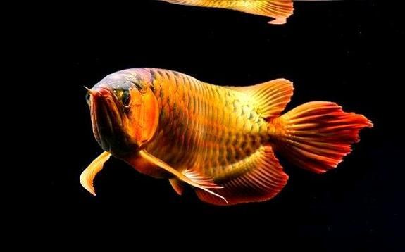 能提供龍魚翻鰓的圖片嗎，如何判斷龍魚是否翻鰓？
