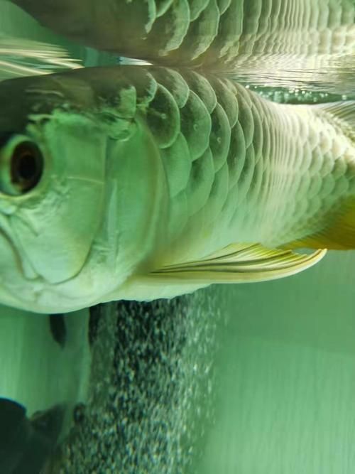 能提供龍魚翻鰓的圖片嗎，如何判斷龍魚是否翻鰓？