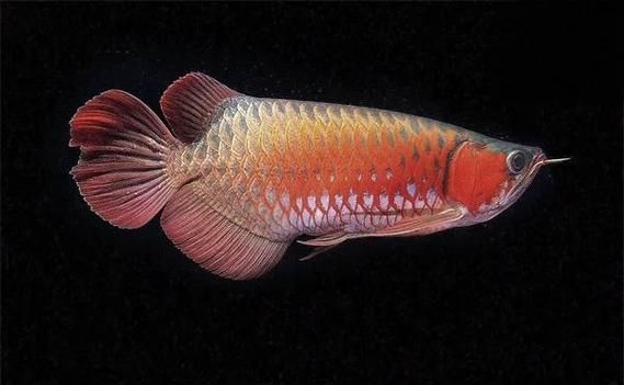 能提供龍魚翻鰓的圖片嗎，如何判斷龍魚是否翻鰓？