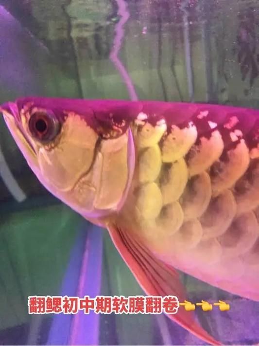 能提供龍魚翻鰓的圖片嗎，如何判斷龍魚是否翻鰓？