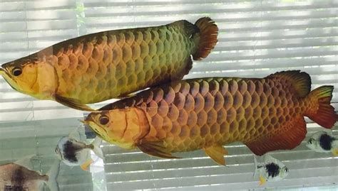 龍魚開燈后多久能看到效果？，魚開燈后多久能看到效果，龍魚開燈后多久能看到效果