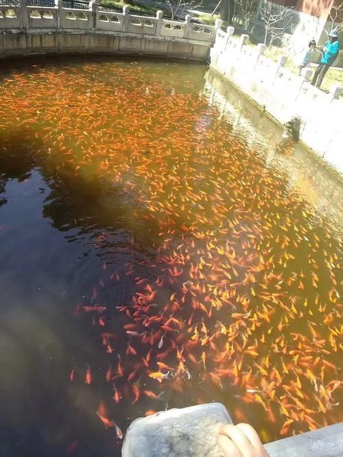 如何聯系馬印水族 祥龍魚場進行合作？，“馬印水族祥龍魚場”獲取權威信息（xianglongfishfarm） 如何聯系馬印水族 祥龍魚場進行合作？，“馬印水族祥龍魚場”獲取權威信息（xianglongfishfarm） 龍魚百科 第3張