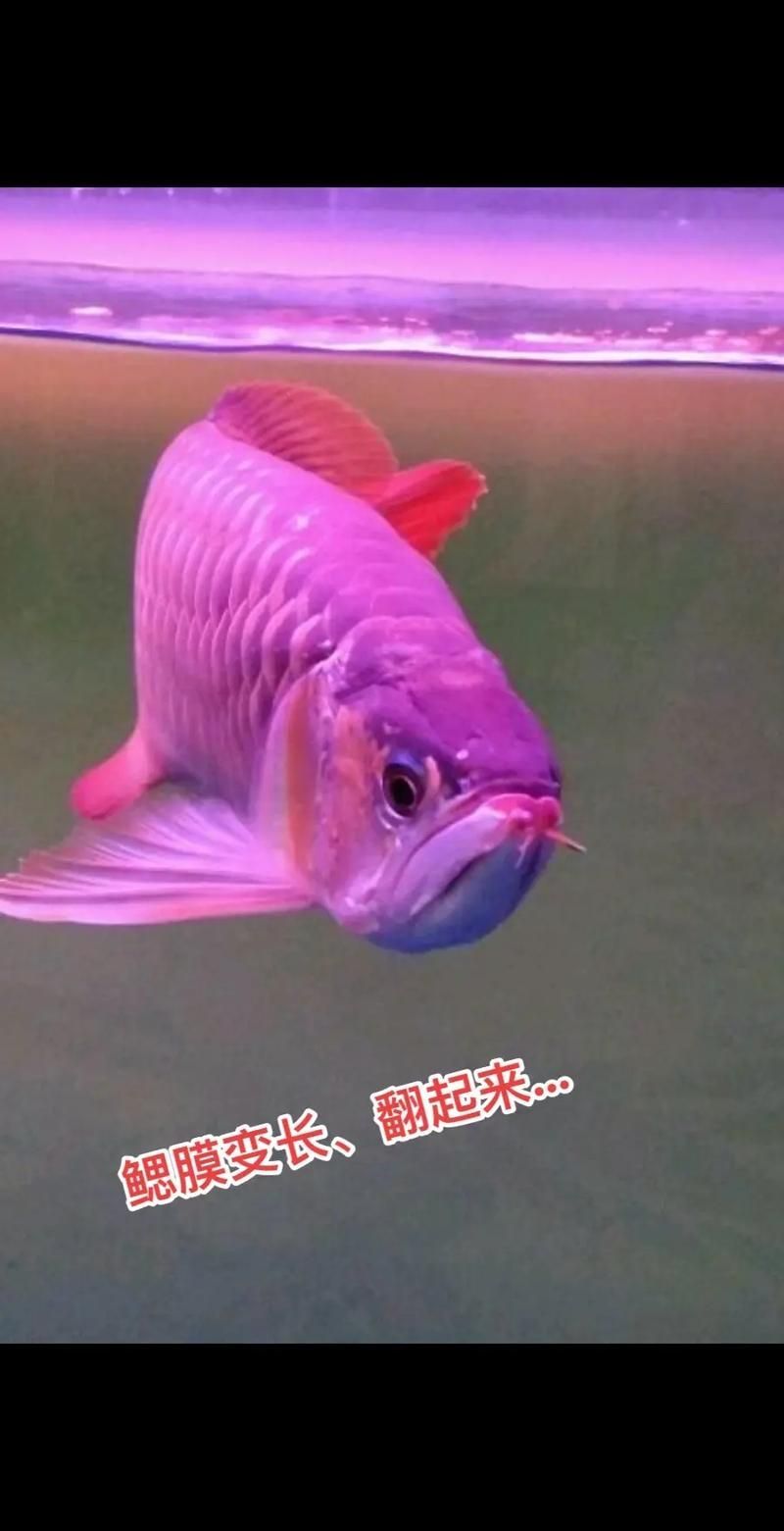 能否提供龍魚翻鰓末期的圖片，龍魚翻鰓末期的典型特征，切除硬化組織后如何恢復