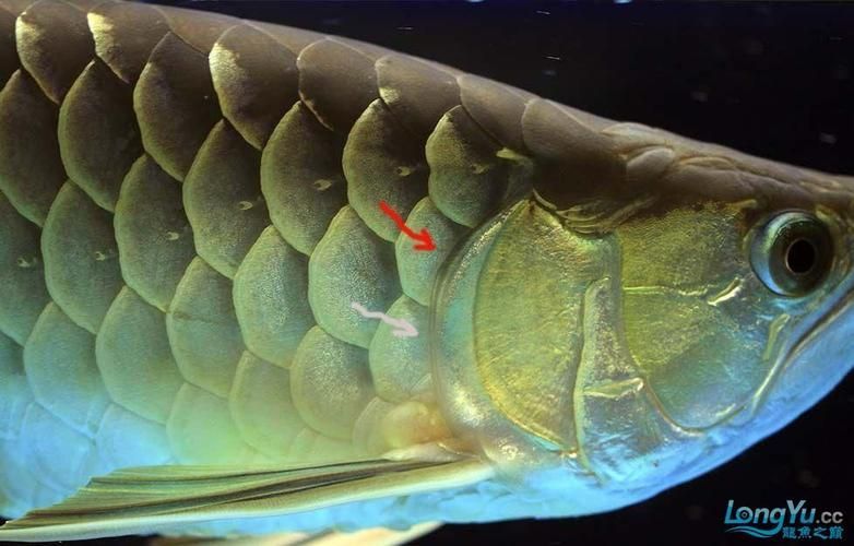 能否提供龍魚翻鰓末期的圖片，龍魚翻鰓末期的典型特征，切除硬化組織后如何恢復