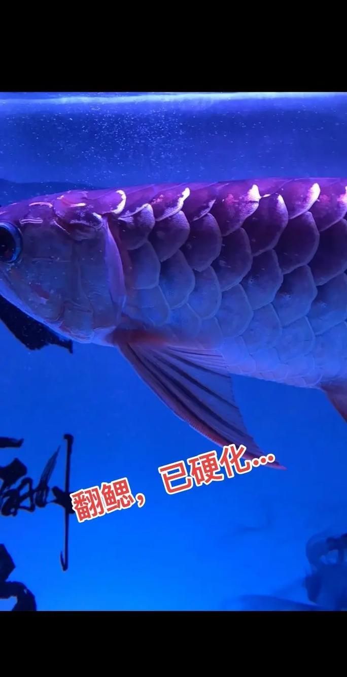 能否提供龍魚翻鰓末期的圖片，龍魚翻鰓末期的典型特征，切除硬化組織后如何恢復