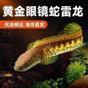 黃金夢幻雷龍魚，黃金夢幻雷龍魚是一種極具觀賞價值的鱧科變異種