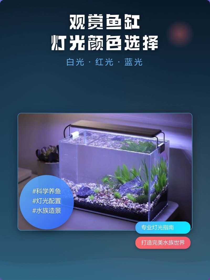 龍魚缸中應該避免哪些燈光，龍魚缸燈光使用指南