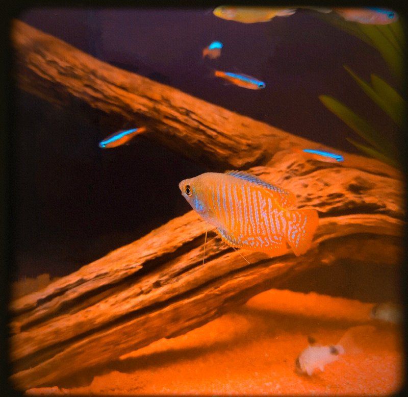 如何維持金龍魚飼養(yǎng)溫度的穩(wěn)定，北京金龍魚飼養(yǎng)溫度穩(wěn)定維持詳解（1000字+配圖） 如何維持金龍魚飼養(yǎng)溫度的穩(wěn)定，北京金龍魚飼養(yǎng)溫度穩(wěn)定維持詳解（1000字+配圖） 龍魚百科 第10張