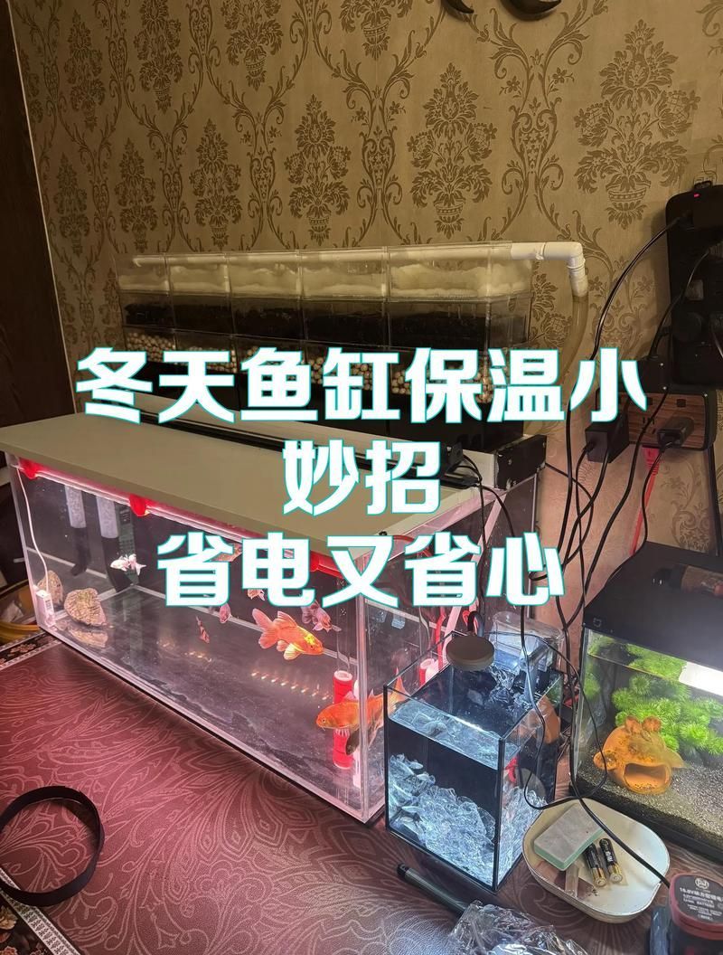 如何維持金龍魚飼養(yǎng)溫度的穩(wěn)定，北京金龍魚飼養(yǎng)溫度穩(wěn)定維持詳解（1000字+配圖） 如何維持金龍魚飼養(yǎng)溫度的穩(wěn)定，北京金龍魚飼養(yǎng)溫度穩(wěn)定維持詳解（1000字+配圖） 龍魚百科 第11張