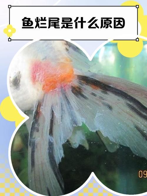 如何判斷魚是否得了爛尾病，如何判斷魚類爛尾病