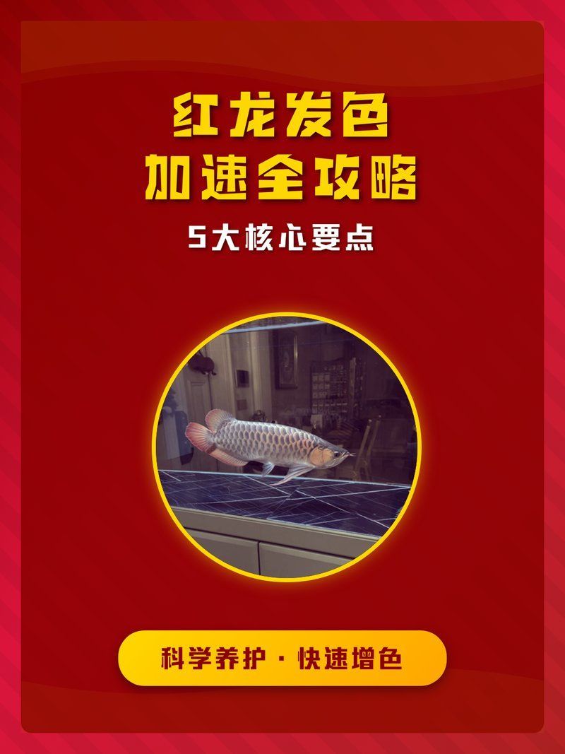 紅龍發色管理有哪些技巧，印尼紅龍發色管理技巧 紅龍發色管理有哪些技巧，印尼紅龍發色管理技巧 龍魚百科 第2張