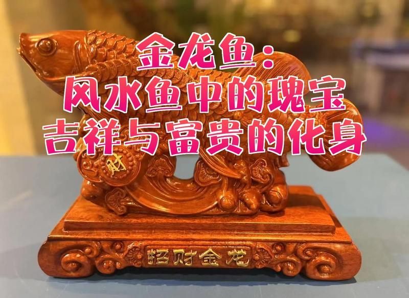 龍魚哪個(gè)品種風(fēng)水最好？，如何根據(jù)風(fēng)水選擇龍魚？