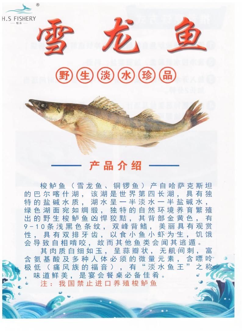 如何辨別白子銀龍魚的真假？，如何辨別白子銀龍魚 如何辨別白子銀龍魚的真假？，如何辨別白子銀龍魚 龍魚百科 第11張