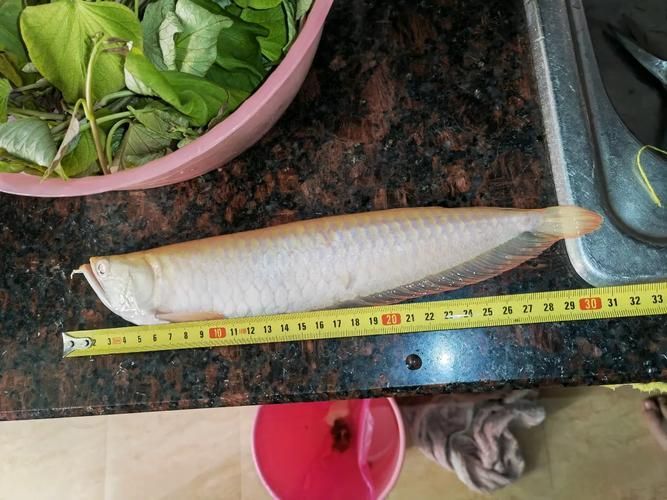 如何辨別白子銀龍魚的真假？，如何辨別白子銀龍魚 如何辨別白子銀龍魚的真假？，如何辨別白子銀龍魚 龍魚百科 第4張
